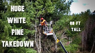 Celebrity HUGE WHITE PINE TREE REMOVAL 80ft TALL | Job Vlog#1 Net Worth