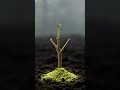 Magical Transformation ✨#shorts#magicaltransformation#visualfantasy#ai#aivideo