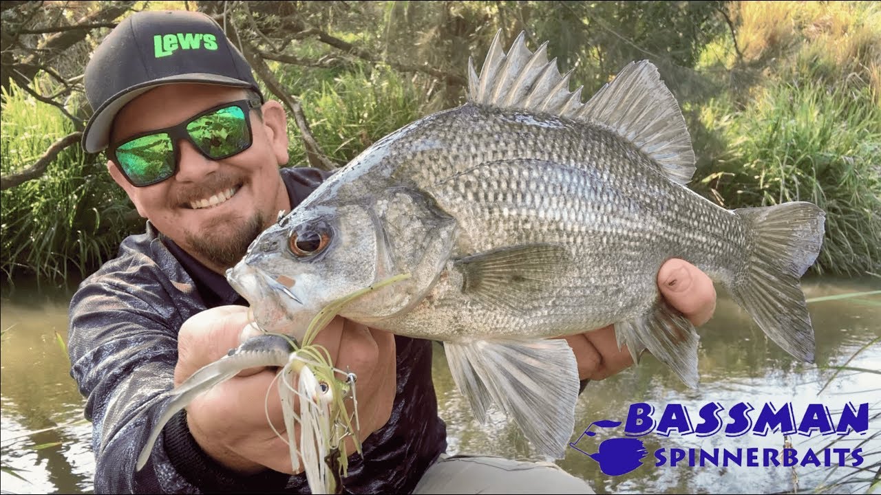 BASSMAN SPINNERBAITS  Australian Bass Creek Fishing. 