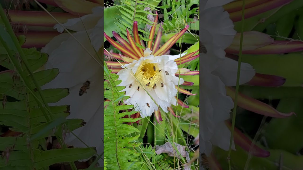Bees Pollinating a Dragon Fruit Flower in my farm in Kalapana Hawaii