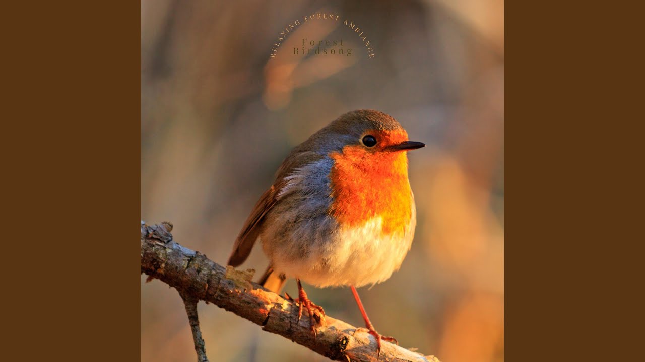 Relaxing Forest Ambiance - YouTube