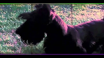 Jonwah Actual - Bounce the Package