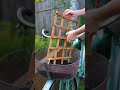 An old bicycle basket transforms into cascading cucumbers