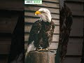 Mysterious Bird With GPS Tracker Found in Kashmir | Minute Mirror News