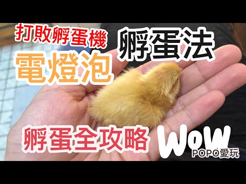 超強DIY孵蛋器全攻略-DIY孵鵪鶉蛋 What！一顆燈泡打敗市售孵蛋機 How to hatch eggs of quail by bulb 人工孵化|鵪鶉蛋孵化小雞【 POPO 愛玩 】