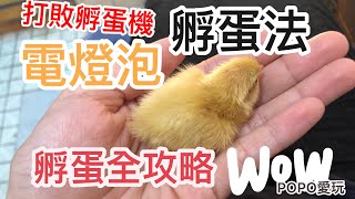 超強DIY孵蛋器全攻略-DIY孵鵪鶉蛋  What！一顆燈泡打敗市售孵蛋機 How to hatch  eggs of quail  by bulb 人工孵化|鵪鶉蛋孵化小雞【 POPO 愛玩 】