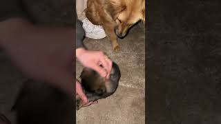 Self-disciplined dog 🐶 #I admire your mischievous dog the most #dogs #puppy