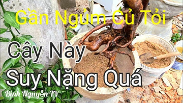 Cách Xử Lí Mai Rừng Bị Suy Yếu - Cây Bỏ Chi  Khô Cành Ca Này Rất Nguy Hiểm