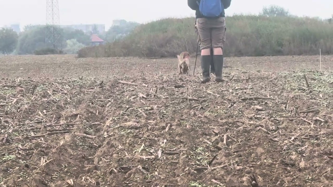 Big Boss Daxengel -  Campeão Mundial FCI 2024 - Croácia - 97 pts.   Camera girl - Laurinha 😍