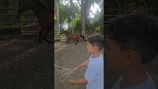 como trabajar caballos cuarto de milla con un buen ayudante #horse #aqha #cowboys #caballos #animals