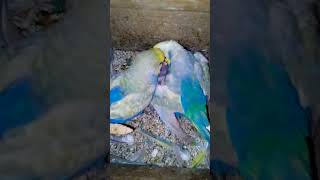 My Bird Eggs Hatching birds parrot budgies birdslover animals birdsounds cute pets