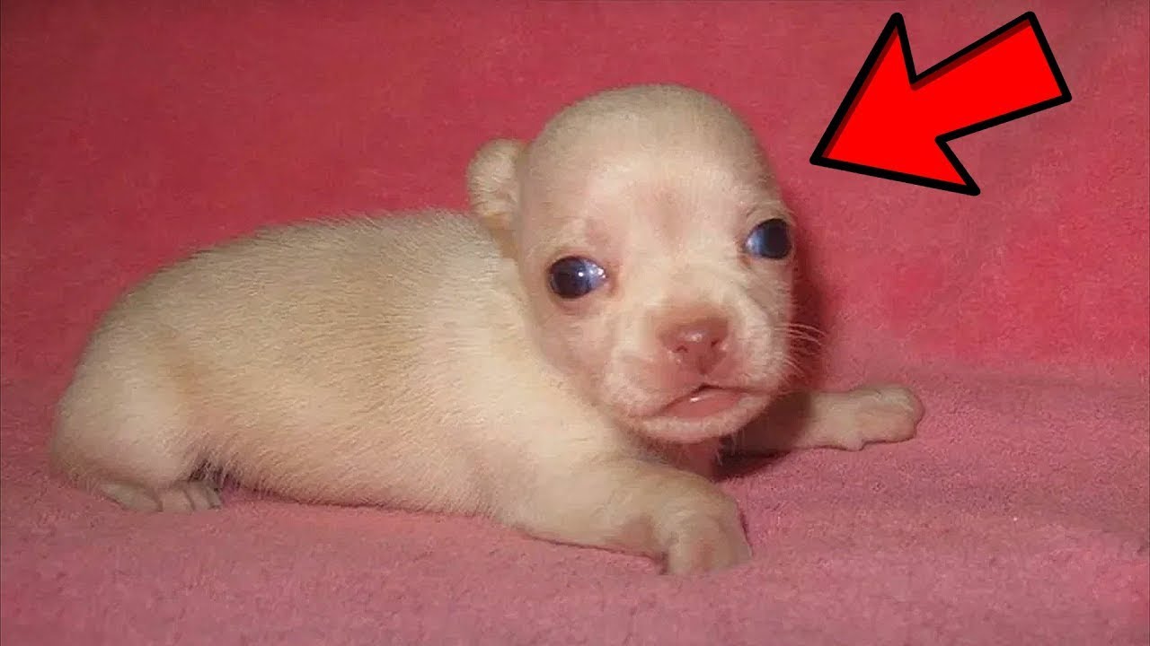 Школьник нашел в кустах маленького щенка и принес его домой. Вот кем он ...