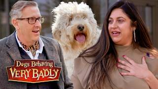 Why My Dog Becomes Aggressive As Soon As We Leave