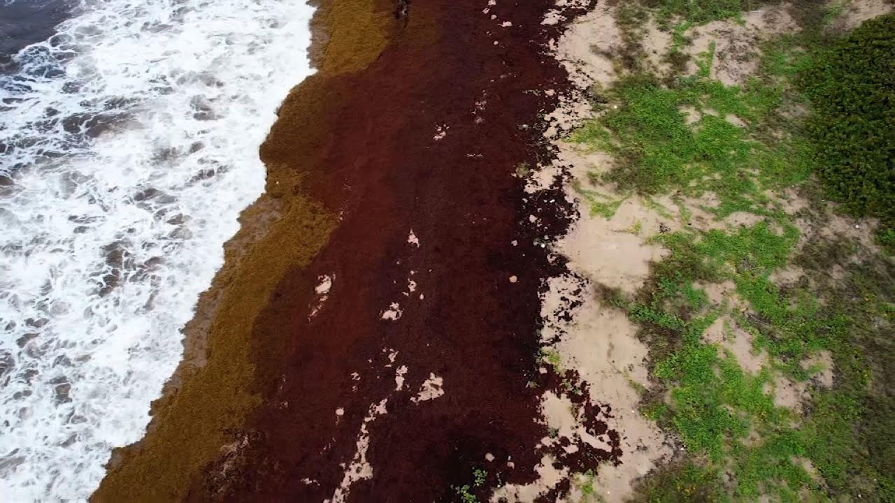Record amount of seaweed choking Caribbean shores