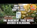 This One Ingredient Makes Lemon Tree Flower Instantly Finally Found
