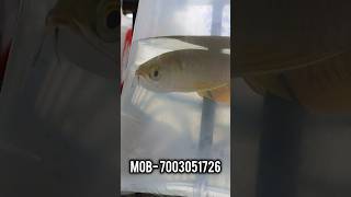 super highback Arowana Fish price update #fish #aquarium #viralvideo #fishaquarium #fishmarket