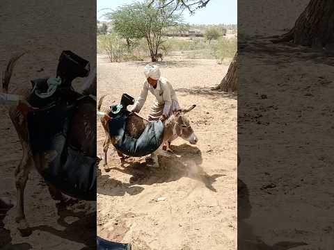 حنان الشيخ على الحمار الضعيف Teacher Donkey Shortsvideo