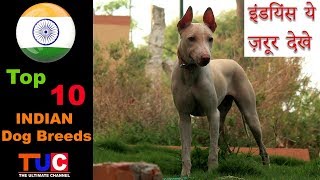 Top 10 INDIAN Dog Breeds : Dog Information : TUC : The Ultimate Channel