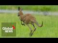 Mystery marsupial spotted near Montreal found, captured