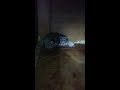 20160510 | 旭山動物園 | ユキヒョウの子・生後22日齢
