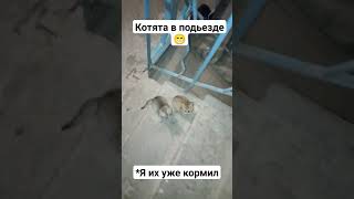 Котята в подьезде 😁