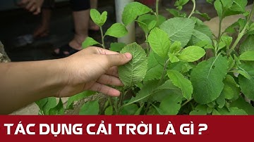 Rau Cải Trời, Hình Ảnh Cây, Công Dụng và Bài Thuốc quý - 0976 836 586