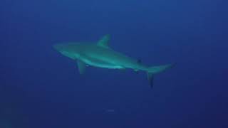 Belize Aggressor Part1 June 2016