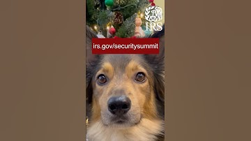 Sniffing out the holiday scammers