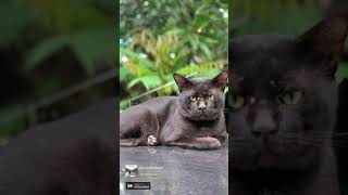 Kucing Hitam