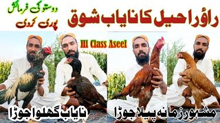 Rao Raheel K Nayab Aseels Roster Farm Aseel Lovers