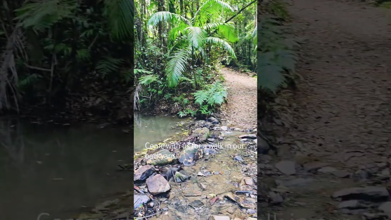 At Treedom Lodge we've 40acres of rainforest with gorgeous waterways & this magical backyard's home