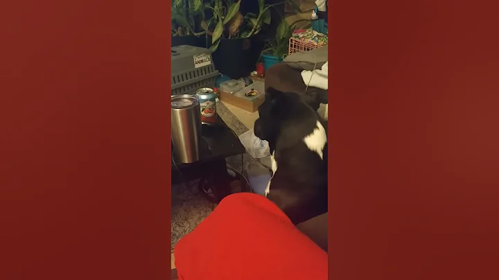 Arguing Daisy