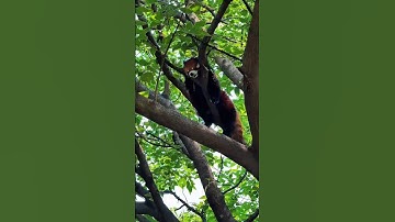 Red Pandas Are NOT What You Think!