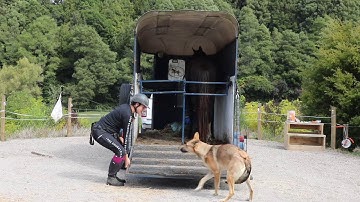 How to teach your horse to float/trailer load - putting the ramp up