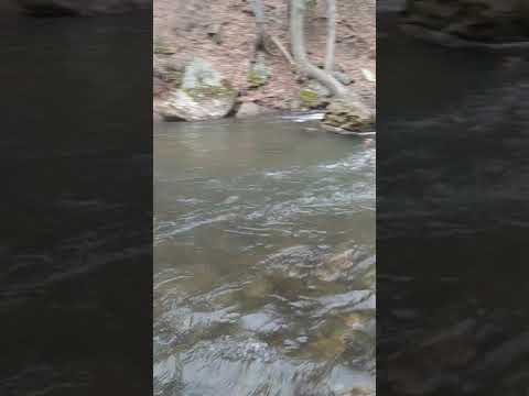 Sorry for not uploading!$!$! This is a trout from easter 2018!#!:#