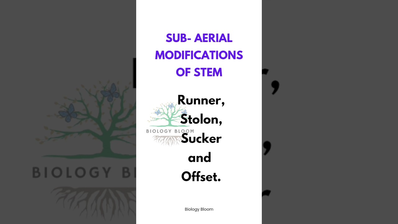 Subaerial Stem Modifications | Runner, Stolon, Sucker, Offset 