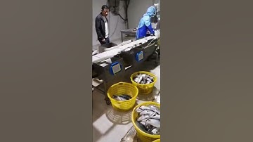 Big Fish Weight Sorting Machine