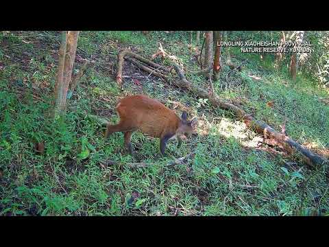 🦌Редкие олени в провинции Юньнань