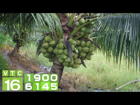 Video Cách trồng dừa xiêm lùn trên bờ ao nuôi tôm | VTC16 - youtube
