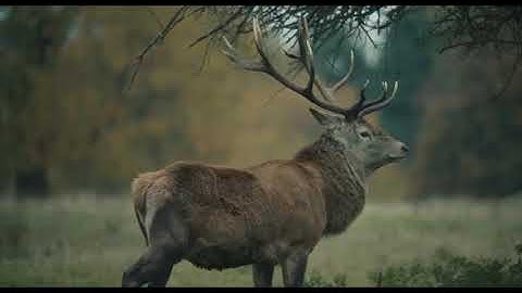 Peaky Blinders Best intro