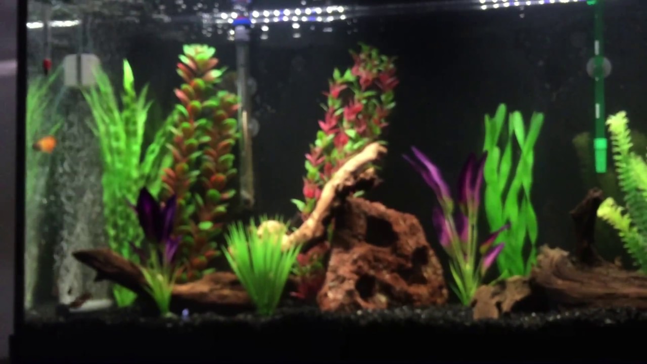 60 gallon marineland YouTube