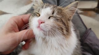 Cute Kittens Enjoy Being Petted in the Most Adorable Way by MB vids 626 views 9 hours ago 8 minutes, 45 seconds