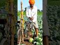 Cabbage harvest #viral