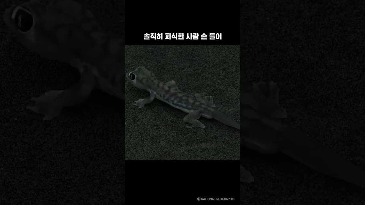 솔직히 피식한 사람 손 들어