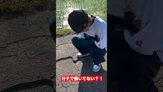 撮影中に人馴れしたシマヘビに遭遇