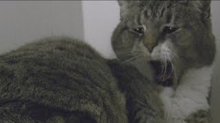 Cat sleeping time lapse
