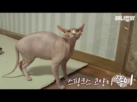Агрессивная кошка сфинкс нападает на хозяев