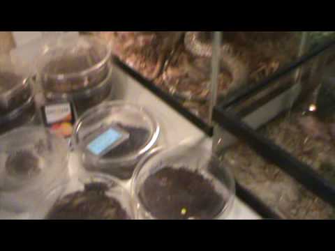 Kansas CIty reptile show - YouTube