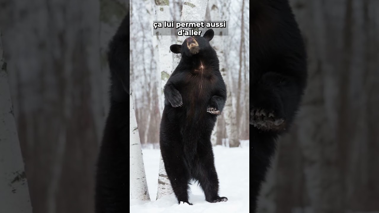 Ils réveillent un ours #nature #animal #omg #ours