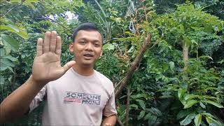 okulasi/grafting jambu air bira papua pada pohon jambu mawar wangi